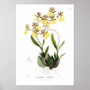 Poster Oncidium Barkeri