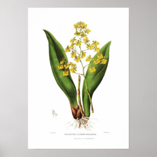 Poster Oncidium cavendishianum, por S. A Drake.
