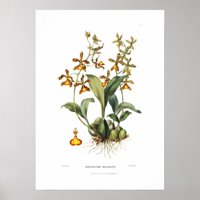 Poster Oncidium insleayi por Miss Drake. (Frente)