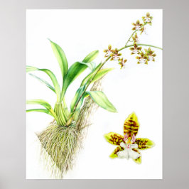 Póster Oncidium Leucochilum arte fina orquídea aquarela