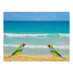Póster Ondas, céu e surf na praia de Boa Vista