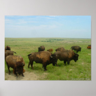 Poster Onde Buffalo Roam-02