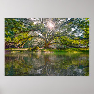 Poster Onde Cresce A Árvore Selvagem