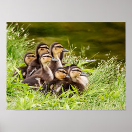 Póster Onde está a mãe?