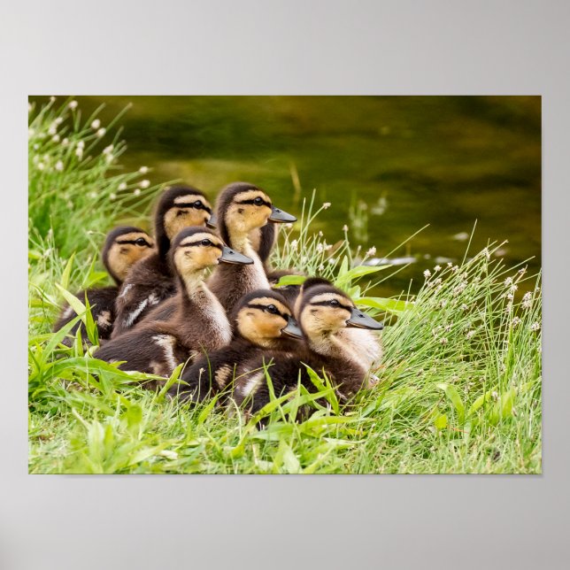 Póster Onde está a mãe? (Frente)