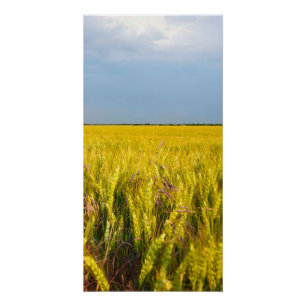 Póster Onde o Trigo Dança com o Vento - Natureza Selvagem