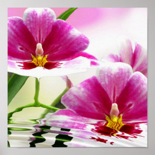 Poster Ondinha de Orchide