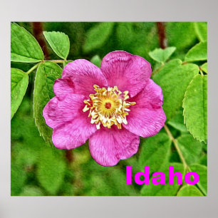 Póster One Wild Rosa - Idaho