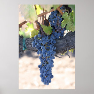 Póster OnTheVine