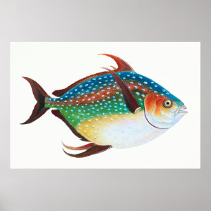 Poster Opah, Ilustração de Peixe, Edward Donovan,