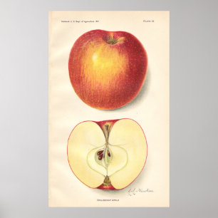Poster Opalescent de Apple do vintage