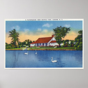 Poster Opinião cisnes do parque de Hoopes no lago
