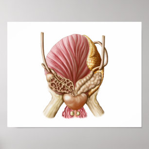 Póster Opinião do Posterior da bexiga urinária