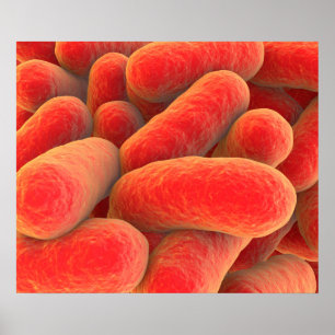 Póster Opinião microscópica as bactérias 4