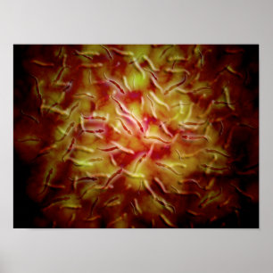 Póster Opinião microscópica o esperma