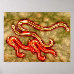 Póster Opinião microscópica o Hookworm 1
