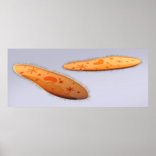 Póster Opinião microscópica o Paramecium 4