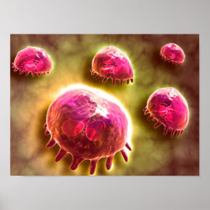 Póster Opinião microscópica os macrófagos Phagocytic 2