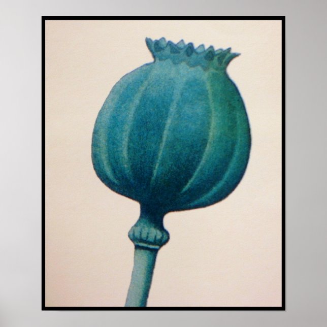 POSTER OPIUM POPPY (Frente)