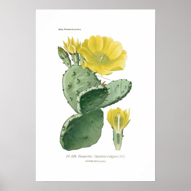 Póster Opuntia vulgaris (Frente)