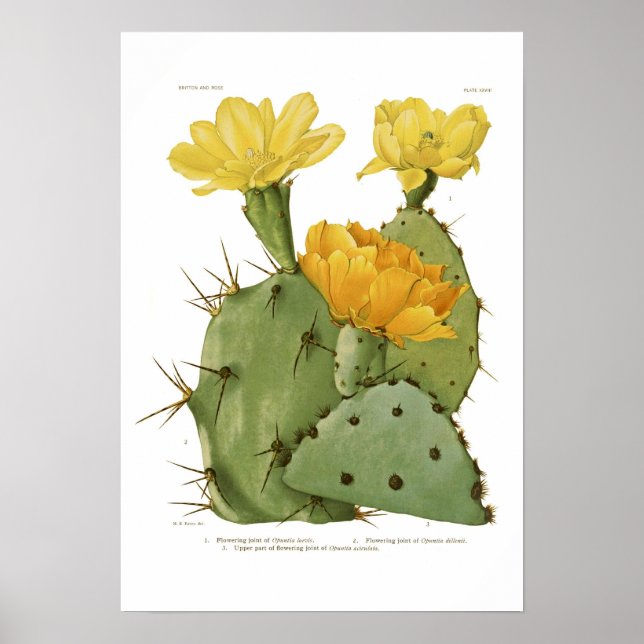 Poster Opuntias (Frente)