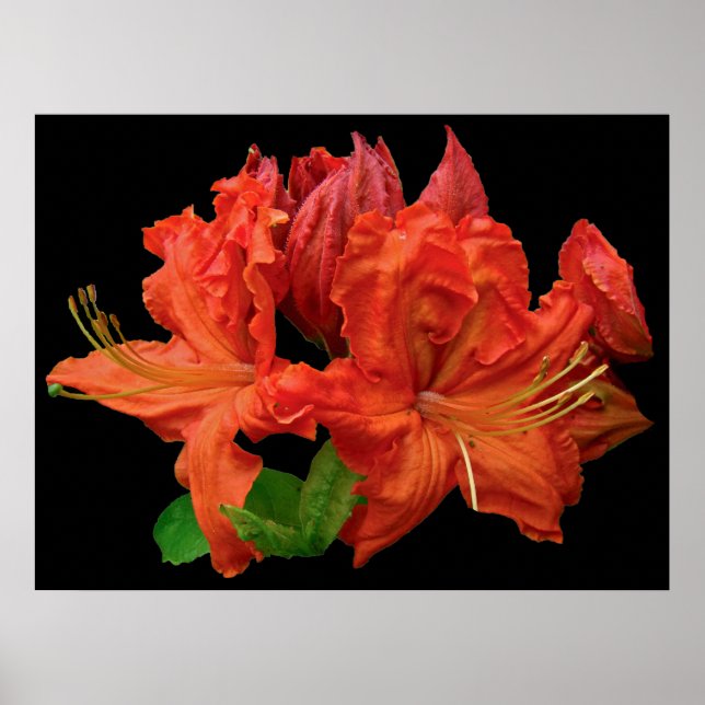 Poster Orange Azalea Blossoms (Frente)