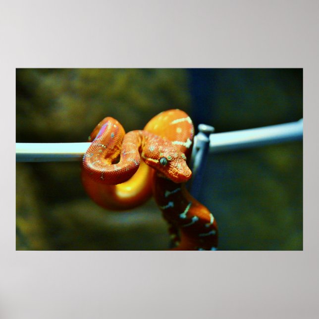 Póster Orange Ball Python (Frente)