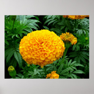 Poster Orange Chrysanthemum