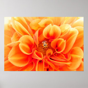 Póster Orange Dahlia e Ladybug