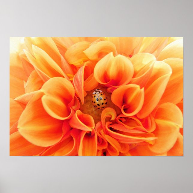Póster Orange Dahlia e Ladybug (Frente)