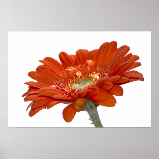 Póster Orange Daisy Gerbera Flower (Frente)