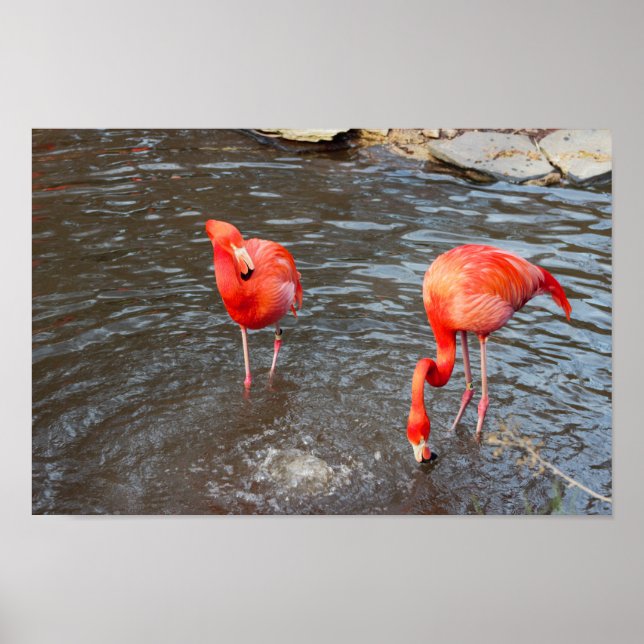 Poster Orange Flamingos Photo (Frente)