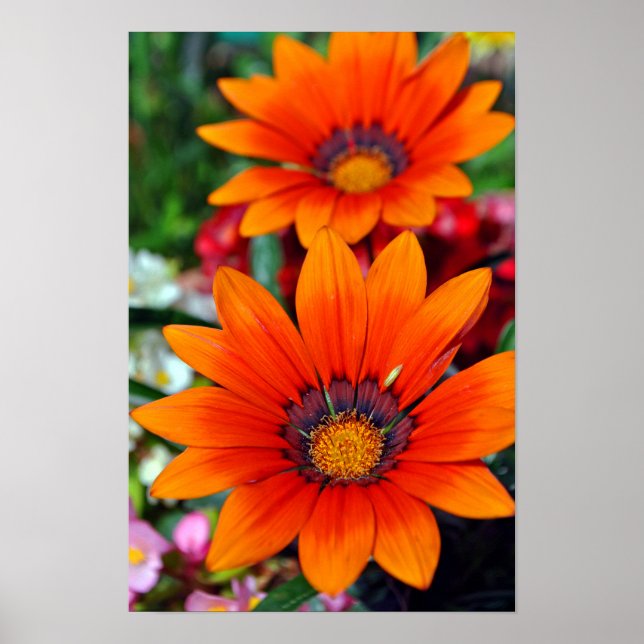 Poster Orange Gazania African Daisies Summer Flower (Frente)