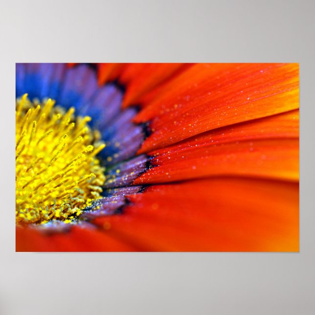Poster Orange Gazania African Daisies Summer Flower (Frente)