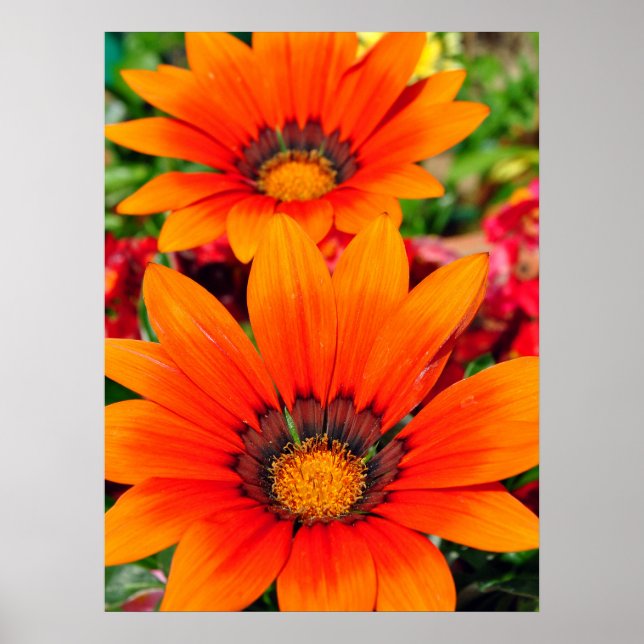 Poster Orange Gazania African Daisies Summer Flower (Frente)