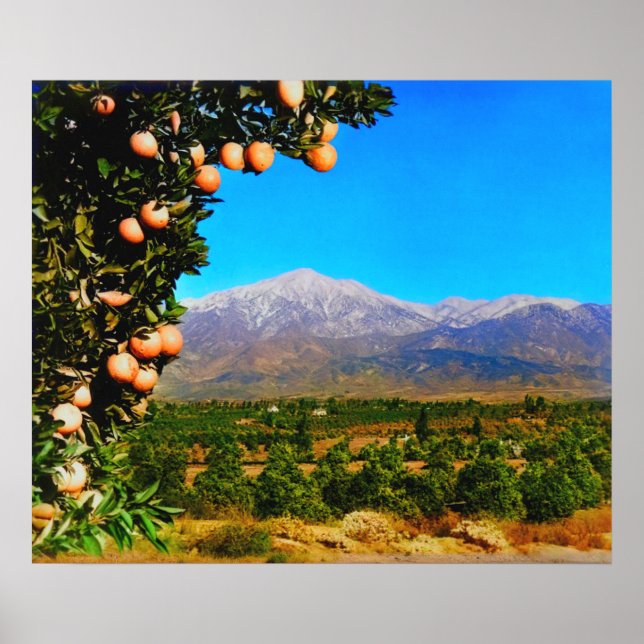 Poster Orange Groves Snow Capped Mount Baldy No início do (Frente)