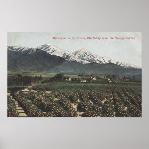 Póster Orange Groves with Old Baldy Mt in Distance