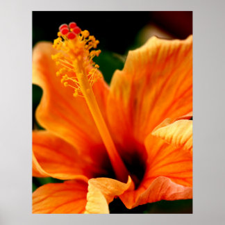 Poster Orange Hibiscus