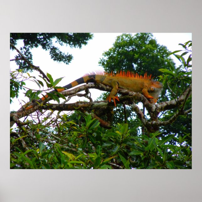 Poster Orange Iguana (Frente)