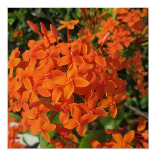 Póster Orange Ixora Plant (Frente)