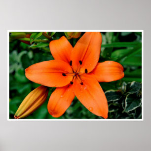 Póster Orange Lily