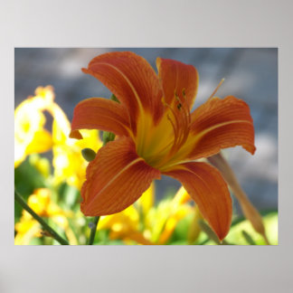 Póster Orange Lily