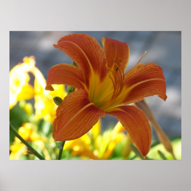Póster Orange Lily (Frente)