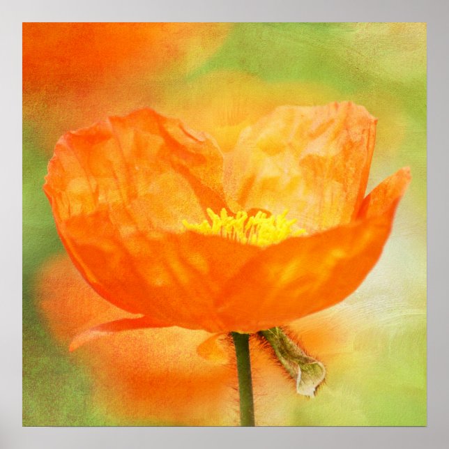 Póster Orange Poppy (Frente)