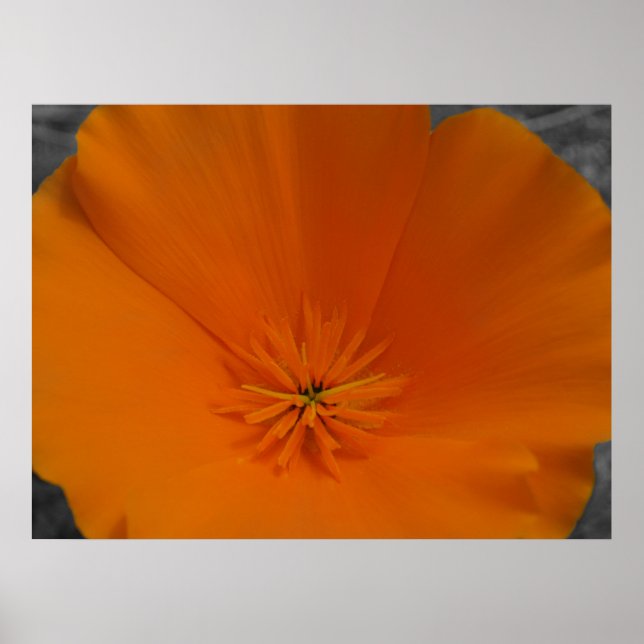Poster Orange Poppy com BW (Frente)