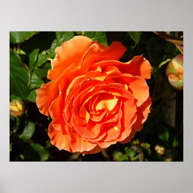 Póster Orange Rosa I Bonito Floral (Frente)