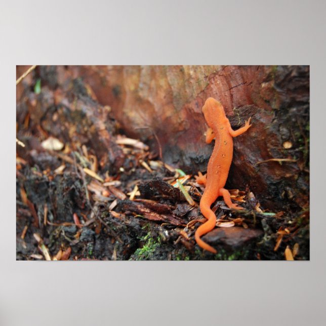Poster Orange Salamander (Frente)