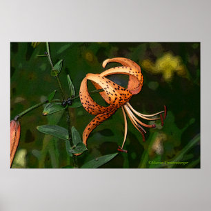PÓSTER "ORANGE SPONTTED TIGER LILY (FOTO).