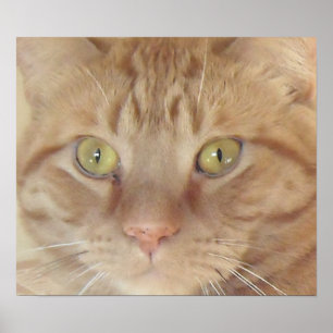 Poster Orange Tabby Cat