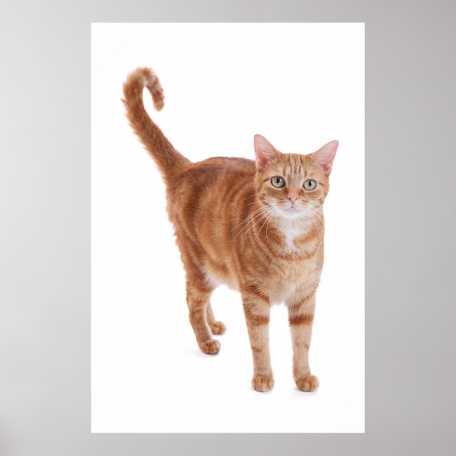 Póster Orange Tabby Cat (Frente)
